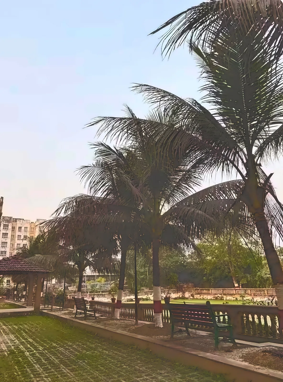 Evening walks — Stroll under swaying palms at dusk.